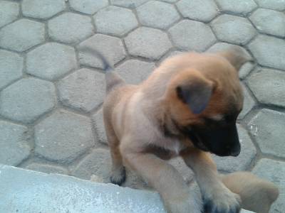 Vendo Belga Malinois