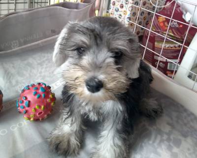 Filhotes de Schnauzer Preto com prata