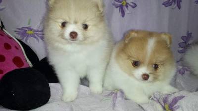 Lulu da pomerania