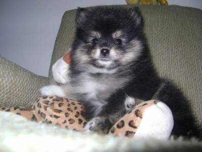 Lulu da pomerania