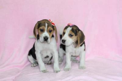 Beagle Filhotes