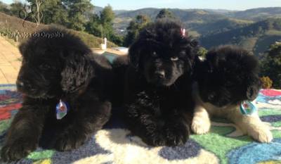 FILHOTES DE TERRA NOVA - NEGROS E LANDSEER