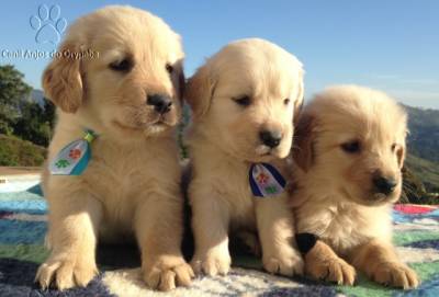 GOLDEN RETRIEVER - Canil Anjos do Orypaba