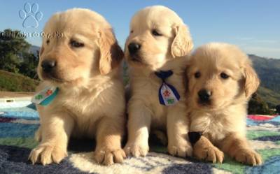 GOLDEN RETRIEVER - Canil Anjos do Orypaba