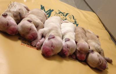 GOLDEN RETRIEVER - Canil Anjos do Orypaba