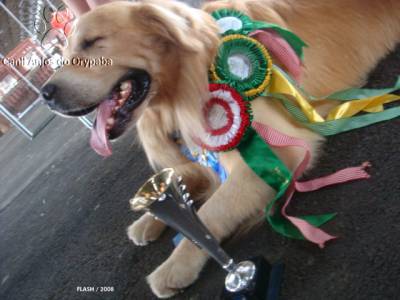 GOLDEN RETRIEVER - Canil Anjos do Orypaba