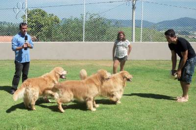 GOLDEN RETRIEVER - Canil Anjos do Orypaba