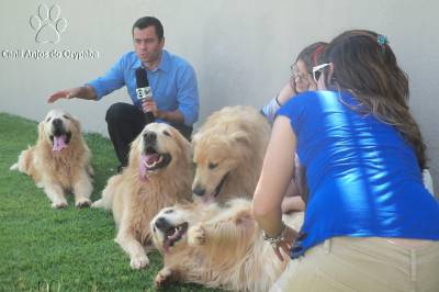 GOLDEN RETRIEVER - Canil Anjos do Orypaba