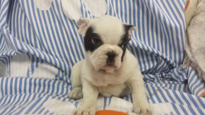 Bulldog Frances mascarado