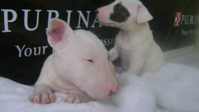 bull terrier