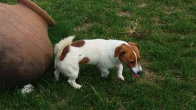 Elvis Jack Russell c LOP Neto do campeao do Mundo