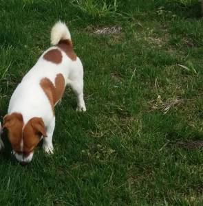 Elvis Jack Russell c LOP Neto do campeao do Mundo