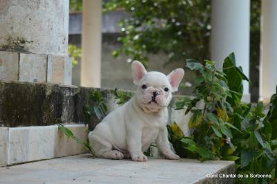 Filhotes de Bulldog francs