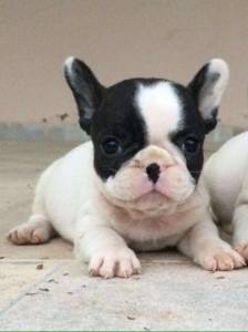 Filhotes de Bulldog francs