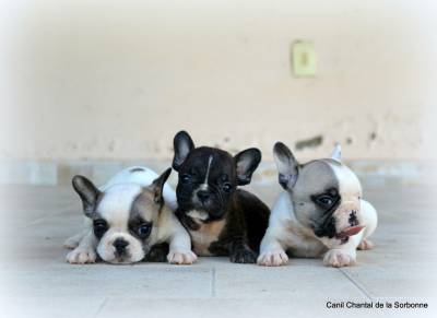 Filhotes de Bulldog francs