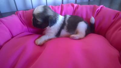 Shih-tzu filhote macho ou femea