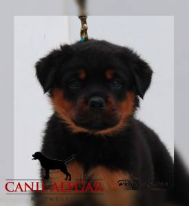 Rottweilers Linhagem  alem