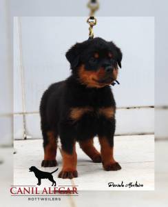 Rottweilers Linhagem  alem