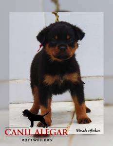 Rottweilers Linhagem  alem