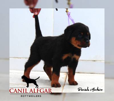 Rottweilers Linhagem  alem