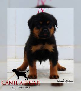 Rottweilers Linhagem  alem