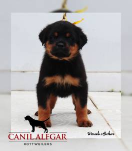 Rottweilers Linhagem  alem