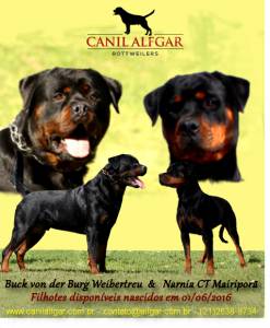 Rottweilers Linhagem  alem