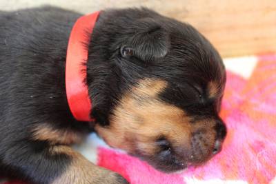 Rottweiler - Pais importados da Alemanha