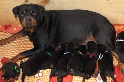 Rottweiler - Pais importados da Alemanha