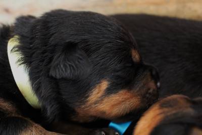 Rottweiler - Pais importados da Alemanha