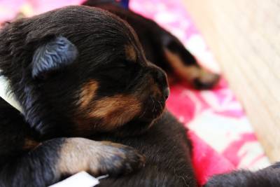 Rottweiler - Pais importados da Alemanha