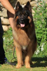 Pastor Alem�o Elevad�ssima Qualidade