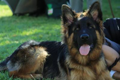 Pastor Alem�o Elevad�ssima Qualidade