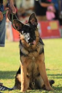 Pastor Alem�o Elevad�ssima Qualidade