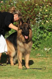 Pastor Alem�o Elevad�ssima Qualidade