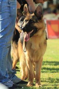 Pastor Alem�o Elevad�ssima Qualidade