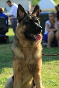 Pastor Alem�o Elevad�ssima Qualidade