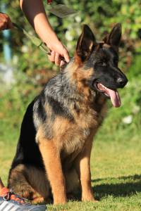 Pastor Alem�o Elevad�ssima Qualidade