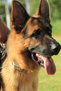 Pastor Alem�o Elevad�ssima Qualidade