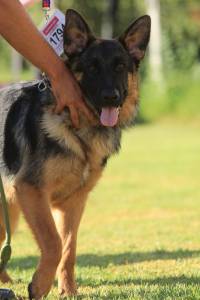 Pastor Alem�o Elevad�ssima Qualidade