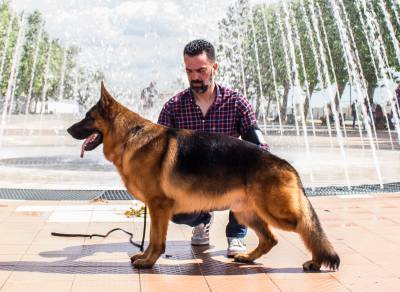 Pastor Alem�o Elevada Qualidade 