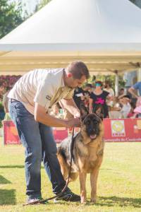 Pastor Alem�o Elevada Qualidade 