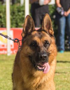 Pastor Alem�o Elevada Qualidade 