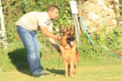 Pastor Alem�o Elevada Qualidade 