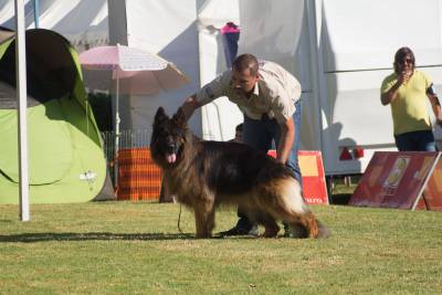 Pastor Alem�o Elevada Qualidade 