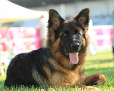 Pastor Alem�o Elevada Qualidade 