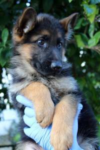 Pastor Alem�o Elevada Qualidade 