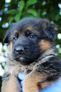 Pastor Alem�o Elevada Qualidade 