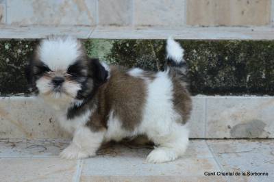 Filhotes de Shih tzu