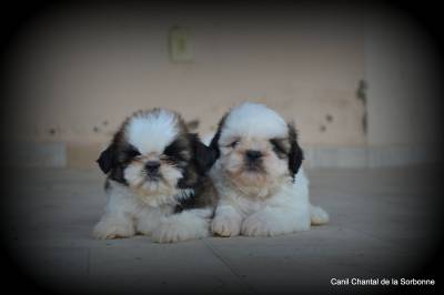 Filhotes de Shih tzu